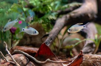 Parmičky - Oreichthys crenuchoides - 2
