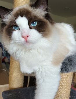 Kocourek ragdoll seal bicolor s PP - 2