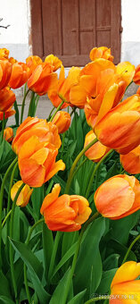 vysoké tulipány - žluté s růž. líčkem - 2