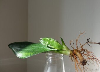 Tchynin jazyk, Sansevieria cv. Whitney - 2