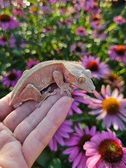 Pagekon řasnatý / ciliatus - 2