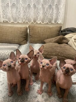 Sphynx - 2