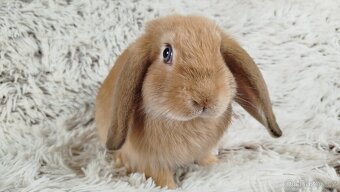 Zakrslý beránek, králíček, králík - RIKI - 2
