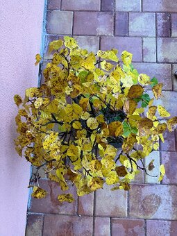 Bonsai, Bonsaj, jamadori, lípa srdčitá - 2