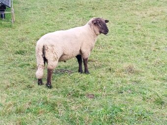 Suffolk Beran - 2