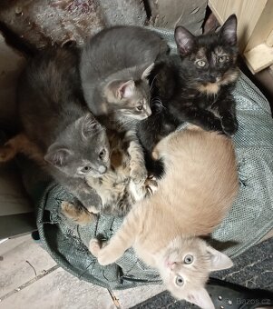 Darujeme 4 kočičky a 1 kocourka - 2