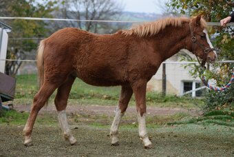 Hřebeček Welsh B 2025 Rezervace - 2