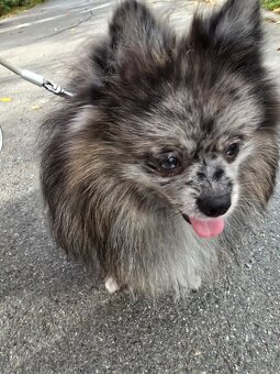 Pomeranian pejsek bez PP - 2