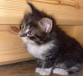 Daruji 4 koťátka - 2