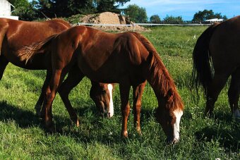 AQH hřebeček - 2