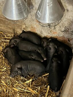 Prase Vietnamské - 2