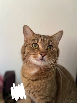 Daruji kocourka - 2