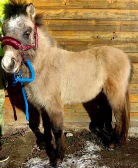 Hřebeček pony - 2