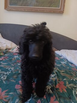 pudl stř. černý s PP - 2