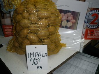 sadbové brambory - 2