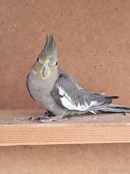 Korela chocholatá - 2