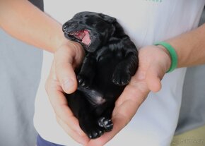 Flat coated retriever - 2