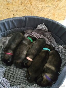 Vlčí špic / Keeshond - 2