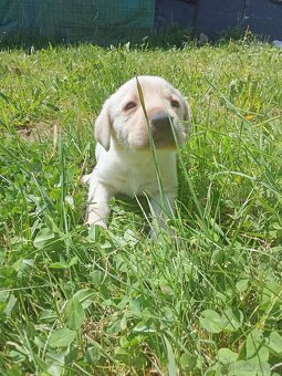Čistokrevná štěňátka Labradora - 2