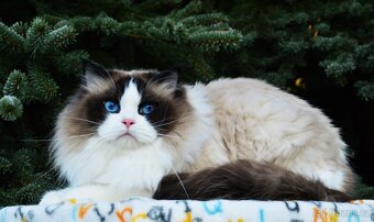 Nádherný kocour Ragdoll s PP - 2