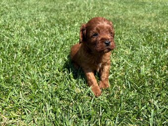 Cockapoo, maltipoo, cavapoo, pudel - 2