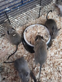 Osmáci degu - 2