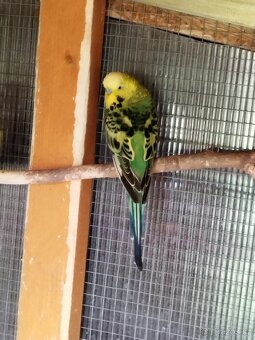 Andulka vlnkovaná - 2