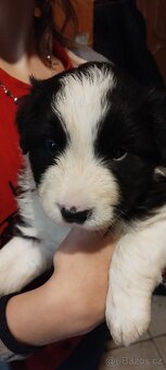 Prodám štěňata border kolie - 2