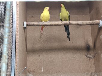 Papoušek horský - kouřový - 2