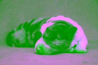 Border Collie s PP / Border Kolie s PP - 2