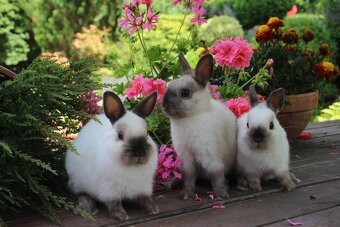 Zakrslý králík siamský žlutý s rodokmenem - 2