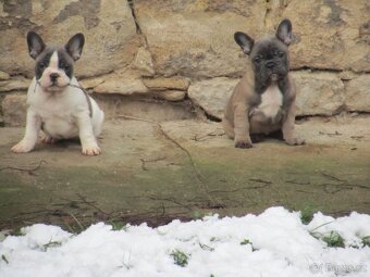 Francouzský buldoček bez PP - 2