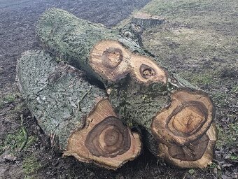 Kmen ořešáku 3 ks - 2