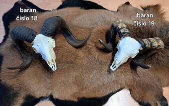 Trofeje, baran - 2