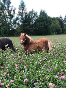 Americký miniaturní kůň - 2