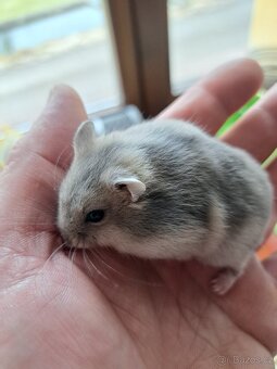 Křeček džungarský - 2