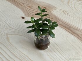 Rostlina Tlustice Crassula Ovata řízky cca 10 cm - 2