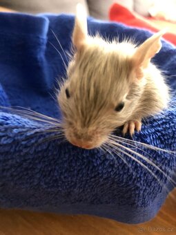Mláďata osmáka degu - 2
