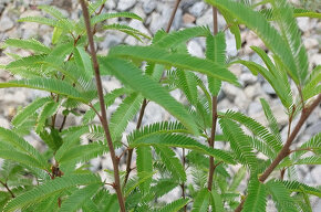 Kaliandra surinamská (Calliandra surinamensis) 'Dixie Pink' - 2