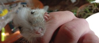 Darování osmáků degu do dobrých rukou - 2