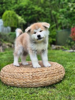 Štěňátka Akita Inu - 2