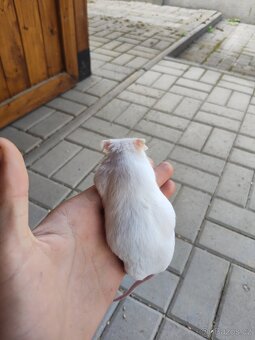 Myši laboratorní - 2