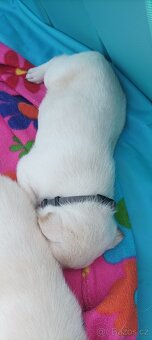 Štěňata labradora - 2