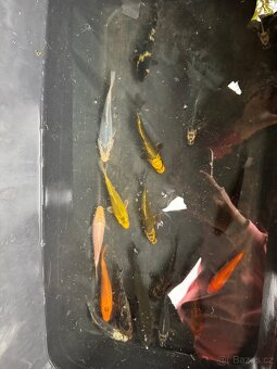 Koi kapr - 2