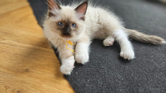 ✨ Hledáme ty nejlepší domovy pro naše koťátka Ragdoll ✨ - 2