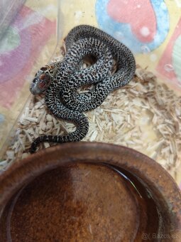 Korálovka mexická granit, ultragranit Lampropeltis mexicana - 2