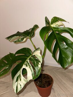 Panašovaná Monstera l Monstera Albo Variegata - 2