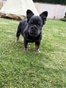 Francouzsky buldoček fluffy big rope fenky - 2