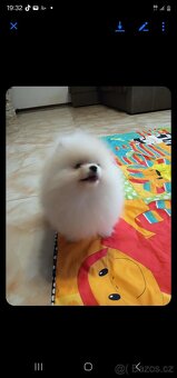 Prodám štěně pomeraniana - 2