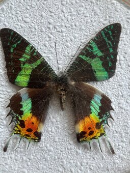 Madagaskarský motýl Urania ripheus ( Chrysiridia rhipheus ) - 2